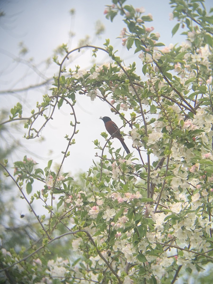 Orchard Oriole - ML573889001