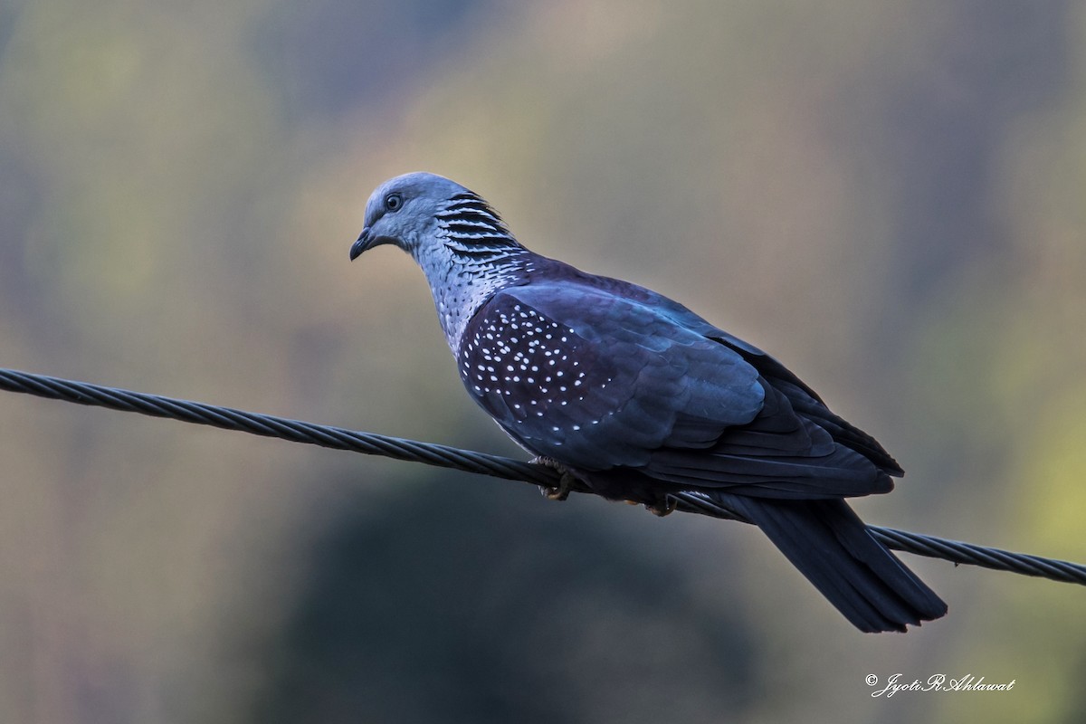 Speckled Wood-Pigeon - ML573889751