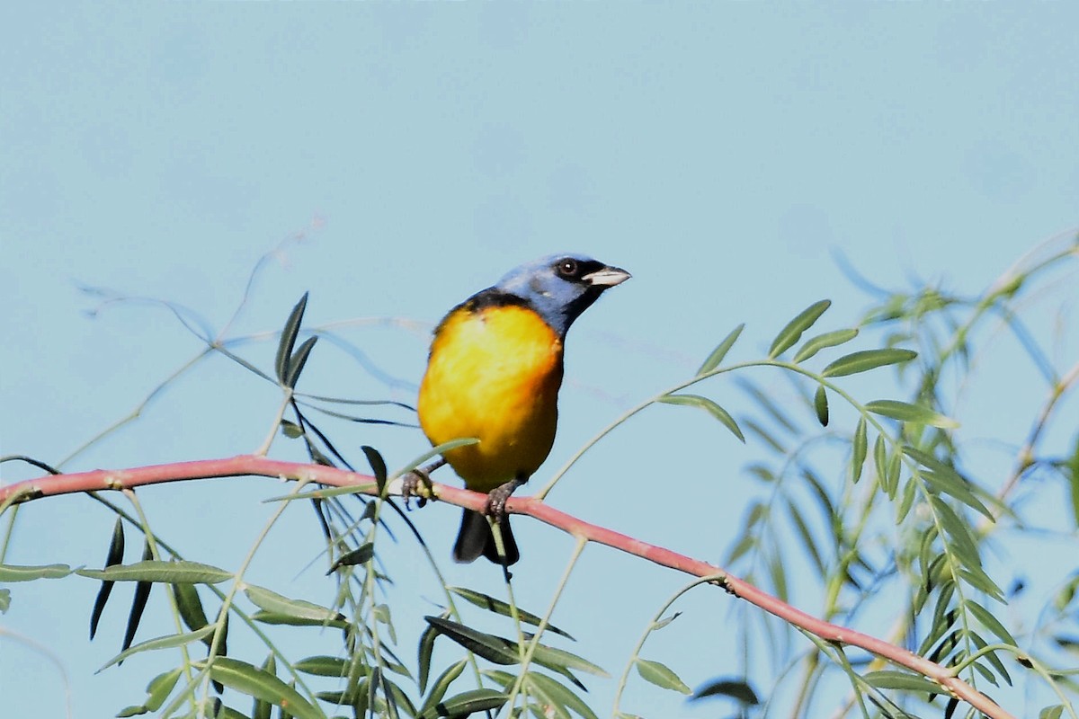 Blue-and-yellow Tanager - Juan Bardier