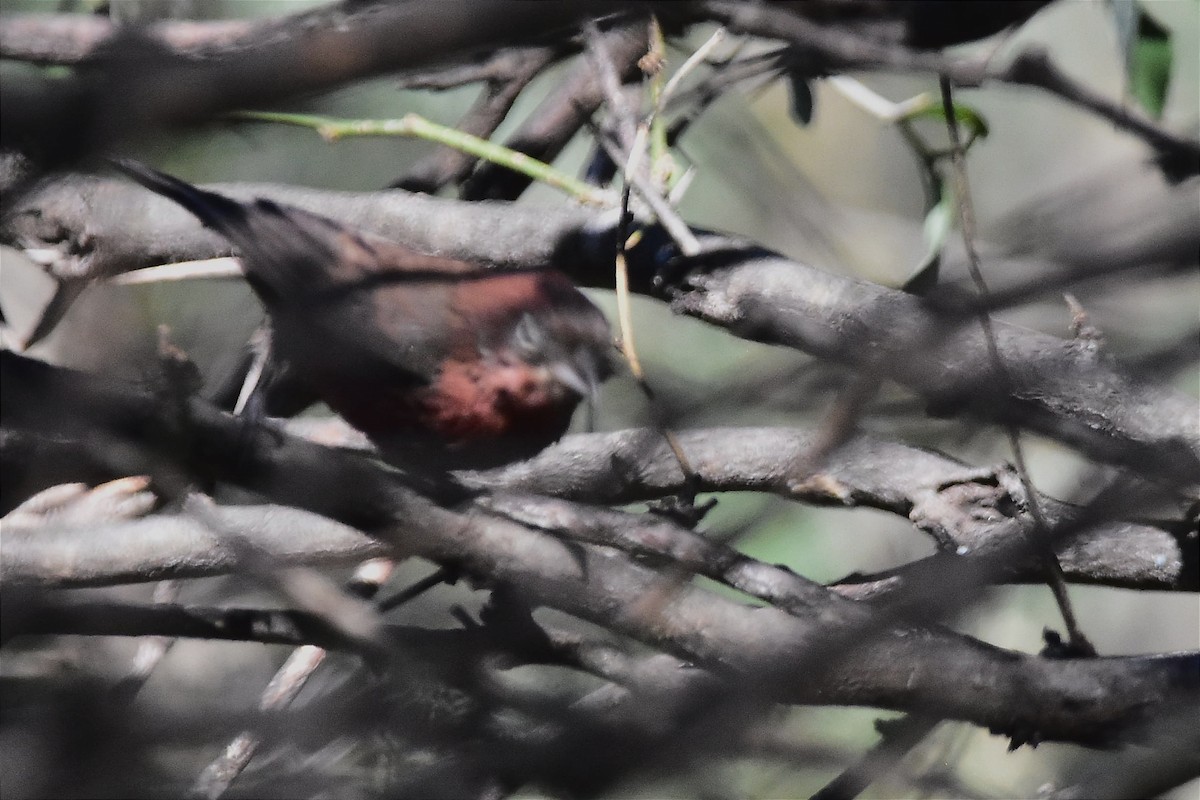 Red-crested Finch - ML573890541