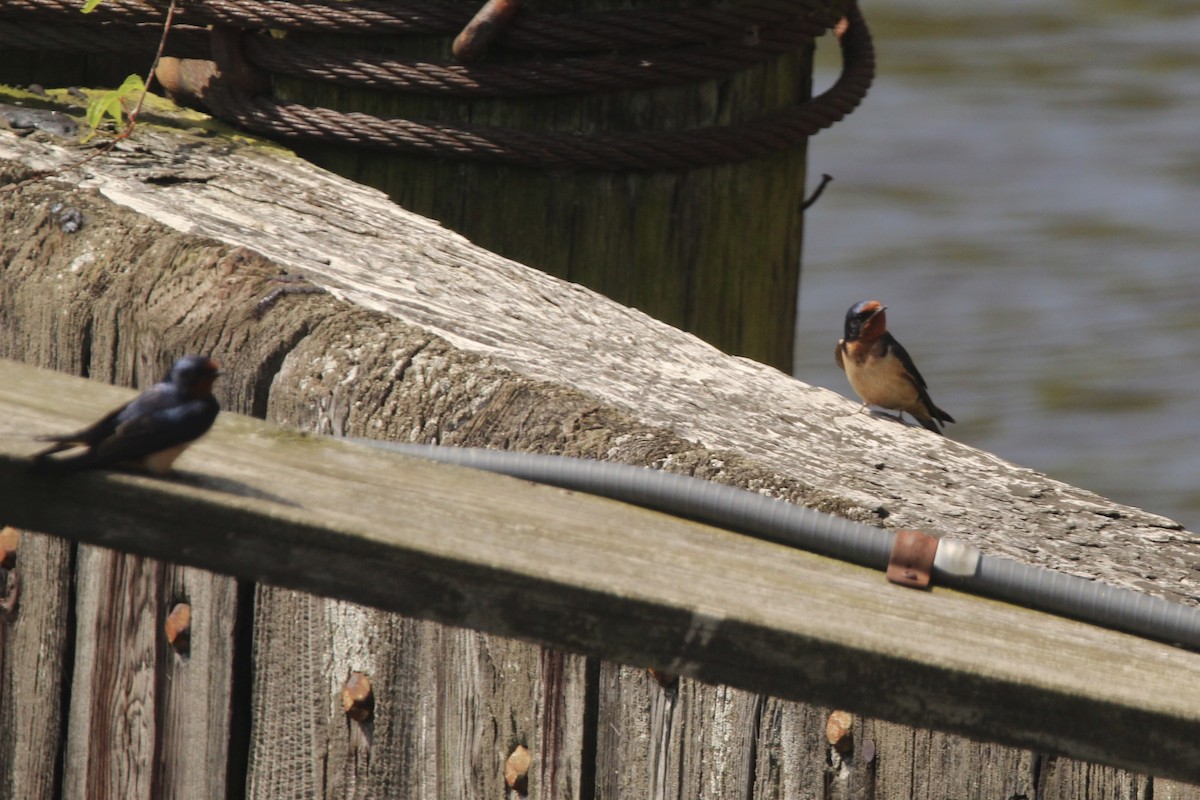 Асрын хараацай - ML573891461