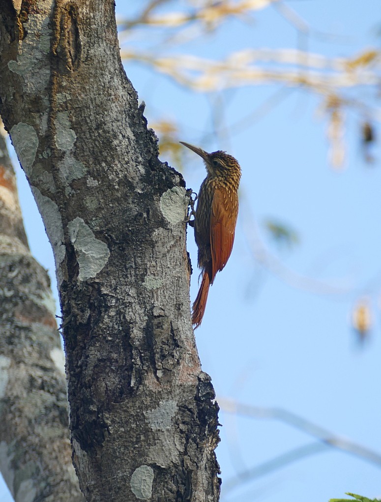 Ivory-billed Woodcreeper - ML573892191