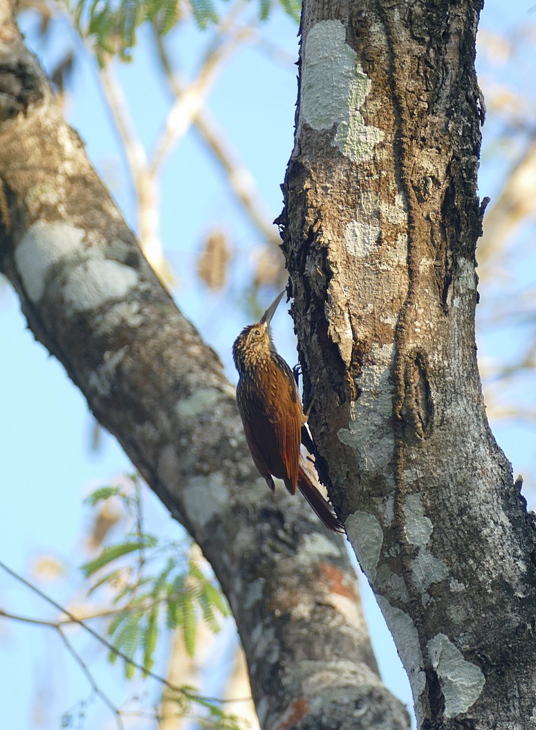 Ivory-billed Woodcreeper - ML573892201