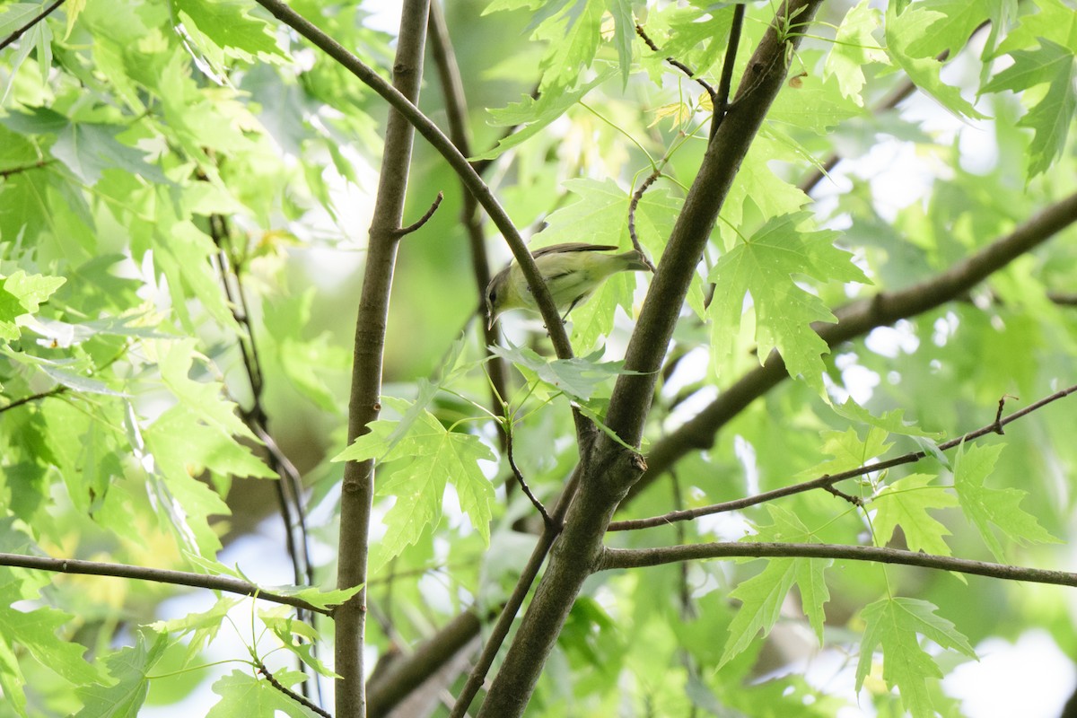 Philadelphia Vireo - ML573892431