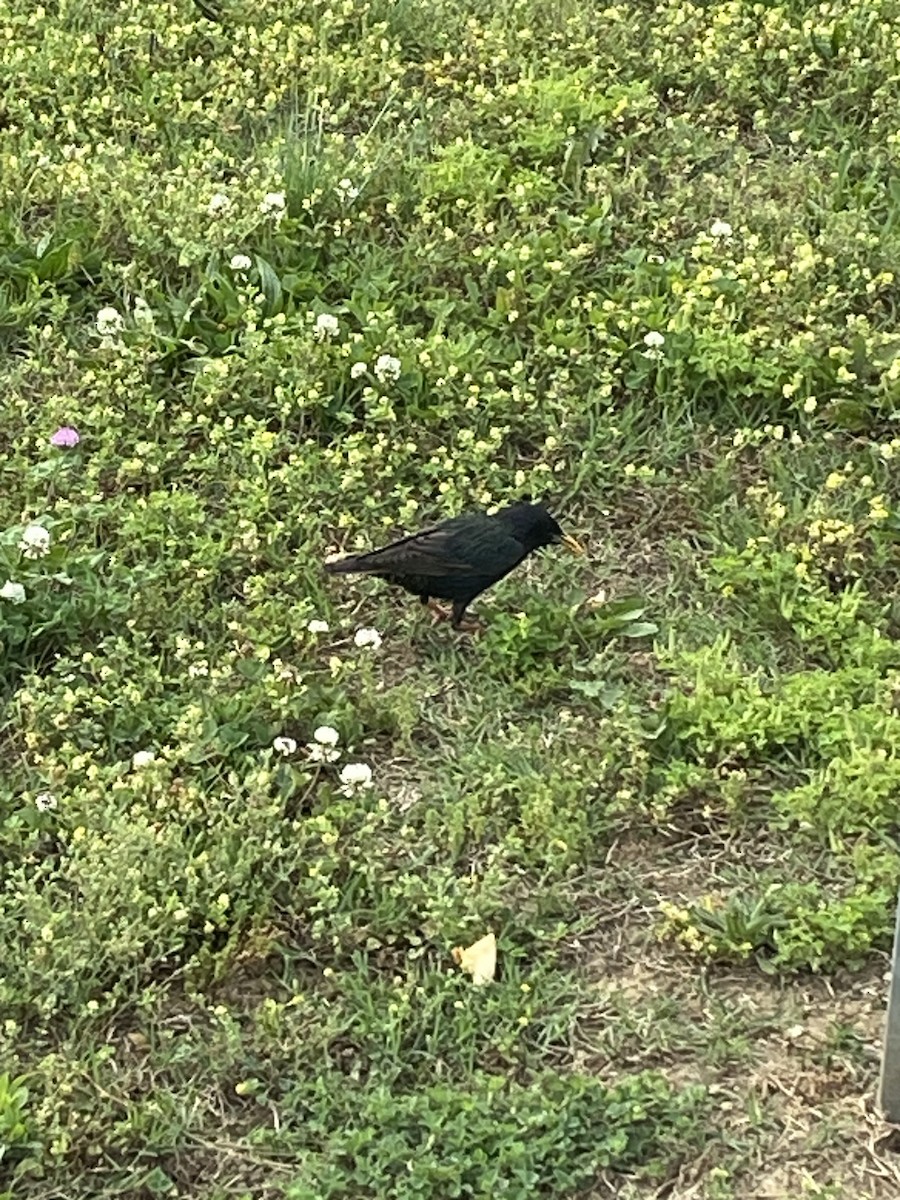 European Starling - ML573892471