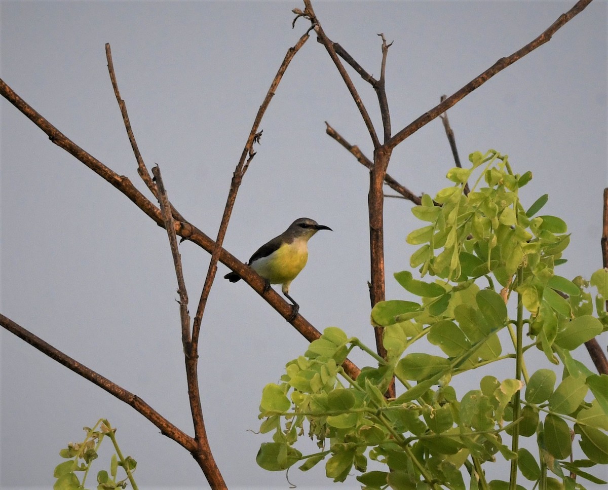 Purple-rumped Sunbird - mathew thekkethala