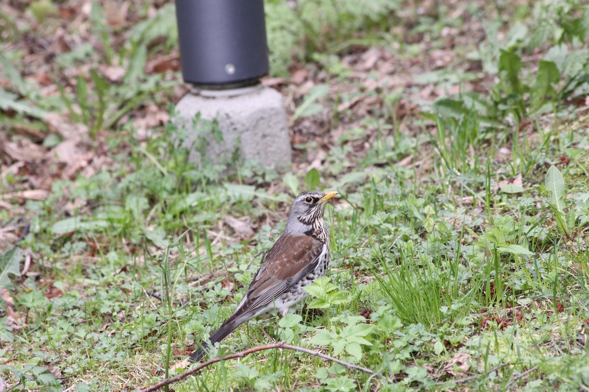 Fieldfare - ML573894271