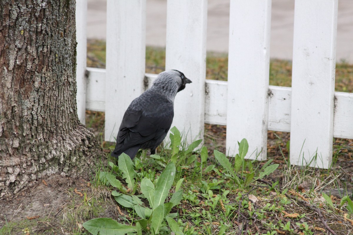 Eurasian Jackdaw - Esko Lehtonen