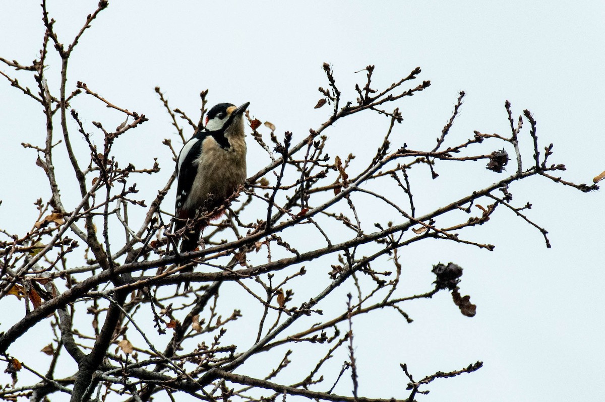 Great Spotted Woodpecker - ML573894631