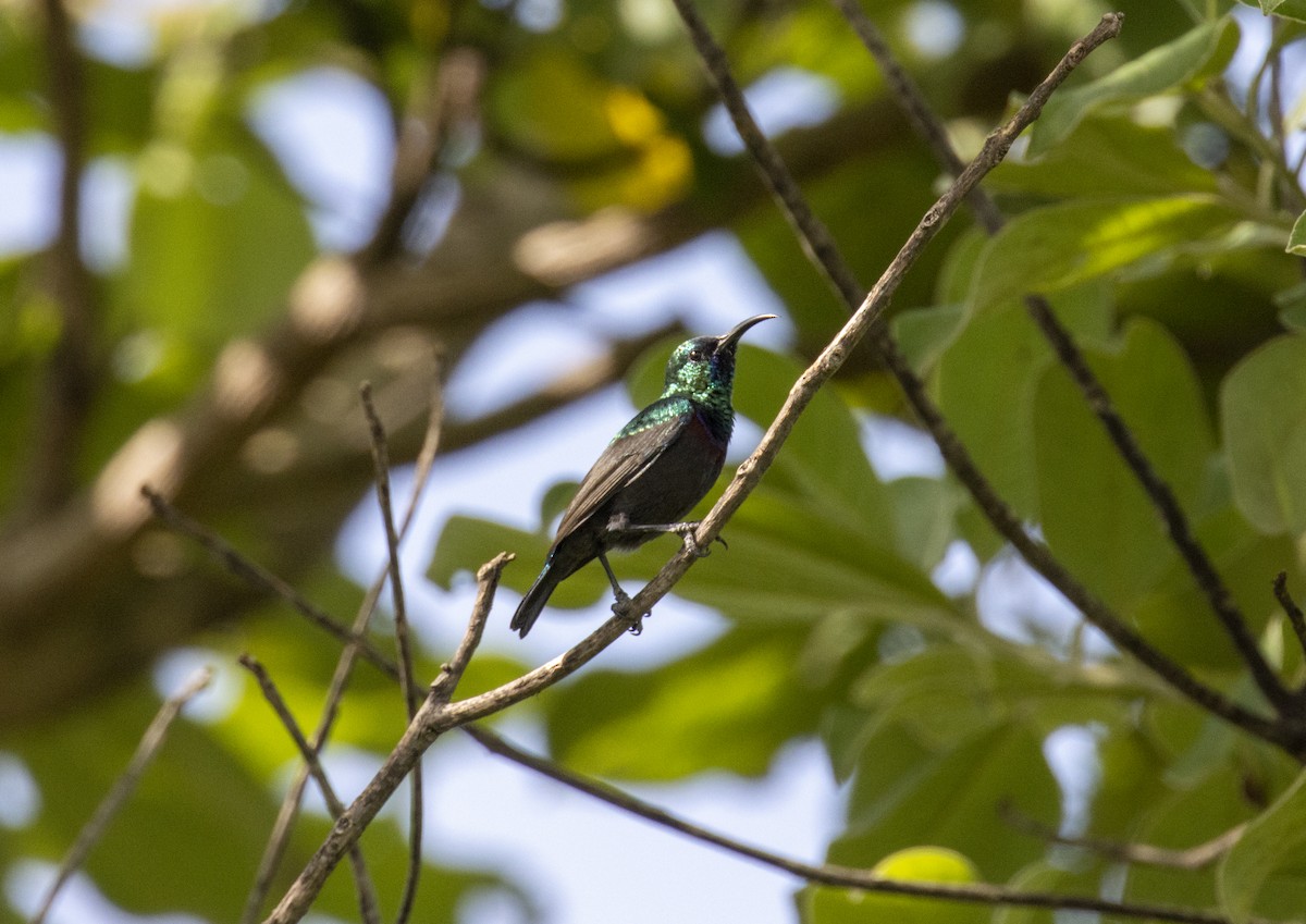 Braunbauch-Nektarvogel - ML573895621