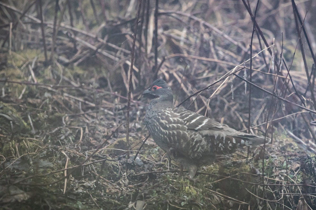 Chestnut-throated Monal-Partridge - ML573895741