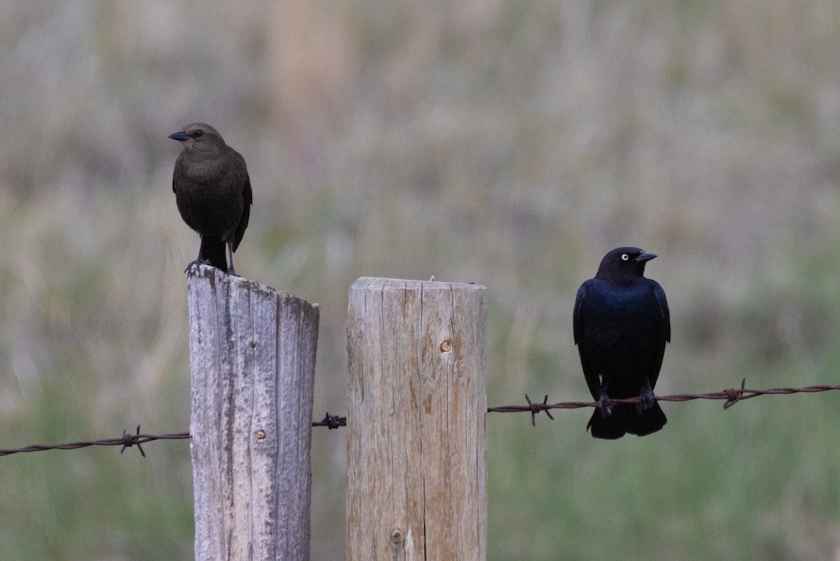 Brewer's Blackbird - ML573897131