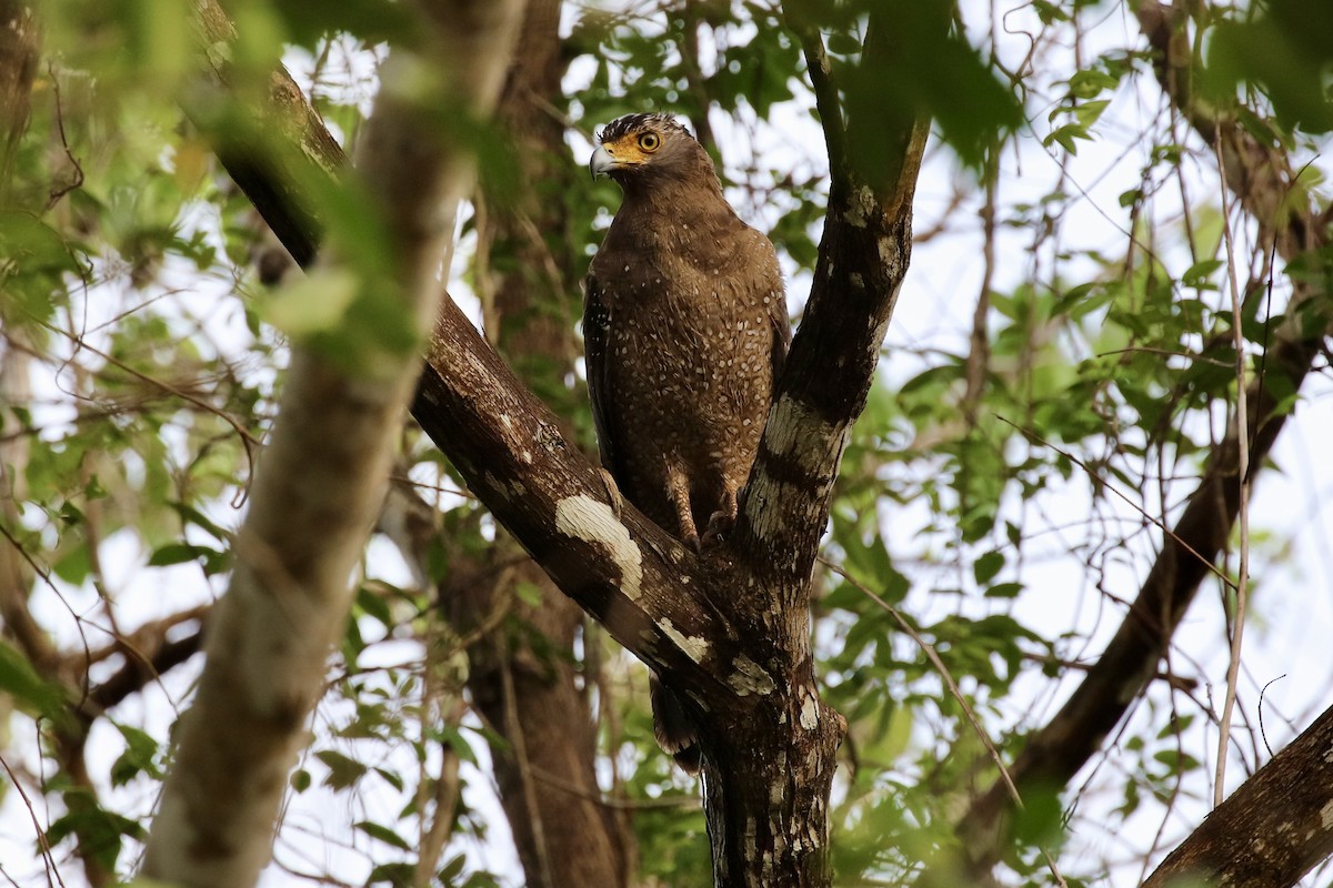 Crested Serpent-Eagle (Andaman) - ML573897151