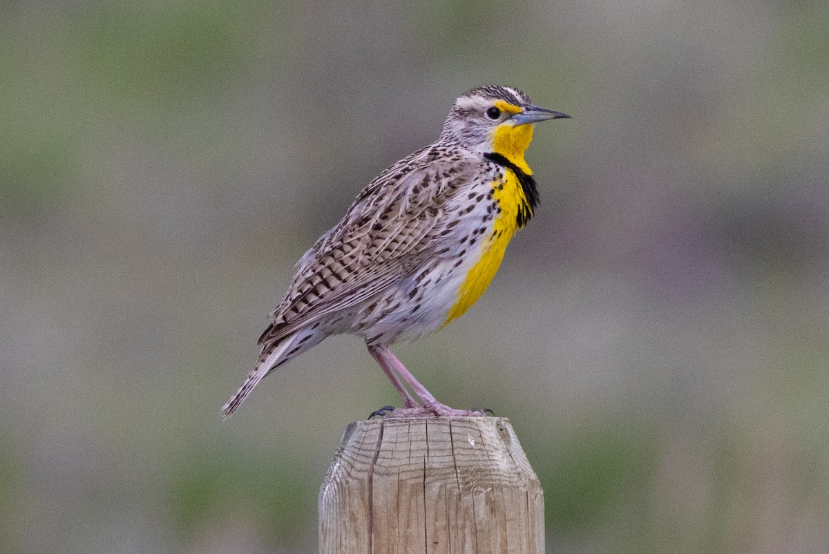Western Meadowlark - ML573897231
