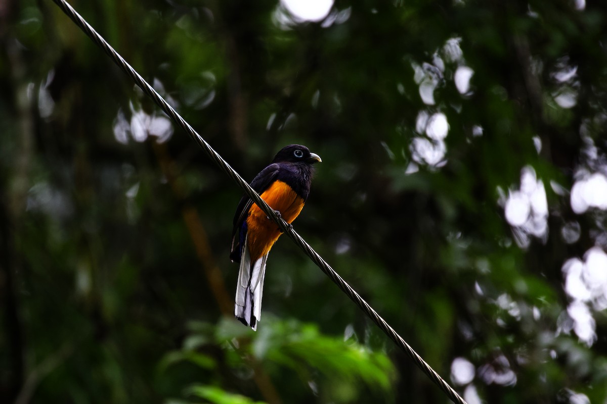 Ak Kuyruklu Trogon - ML573897261