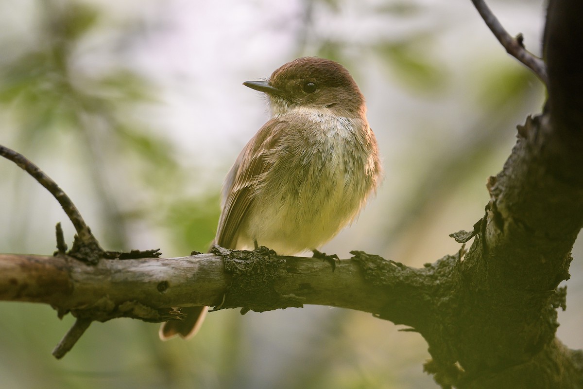 Eastern Phoebe - ML573897271