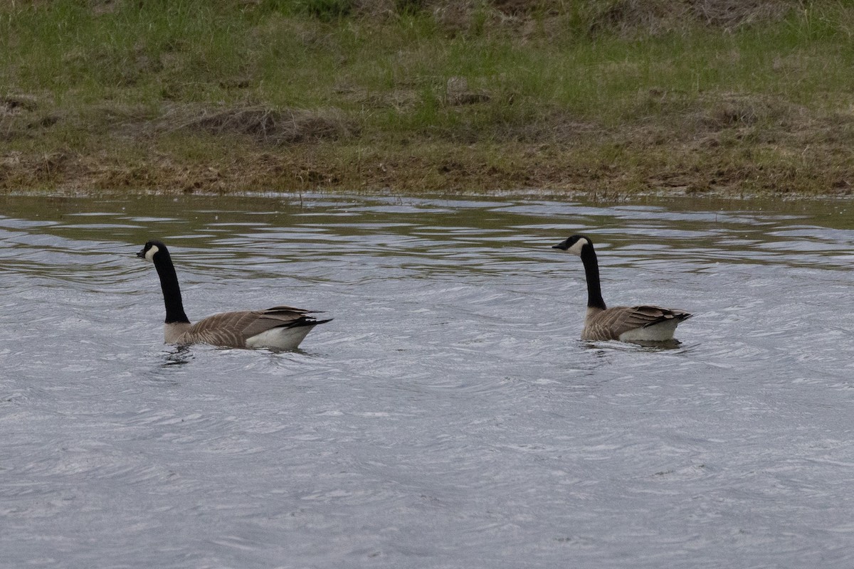 Branta kanadar handia - ML573897291