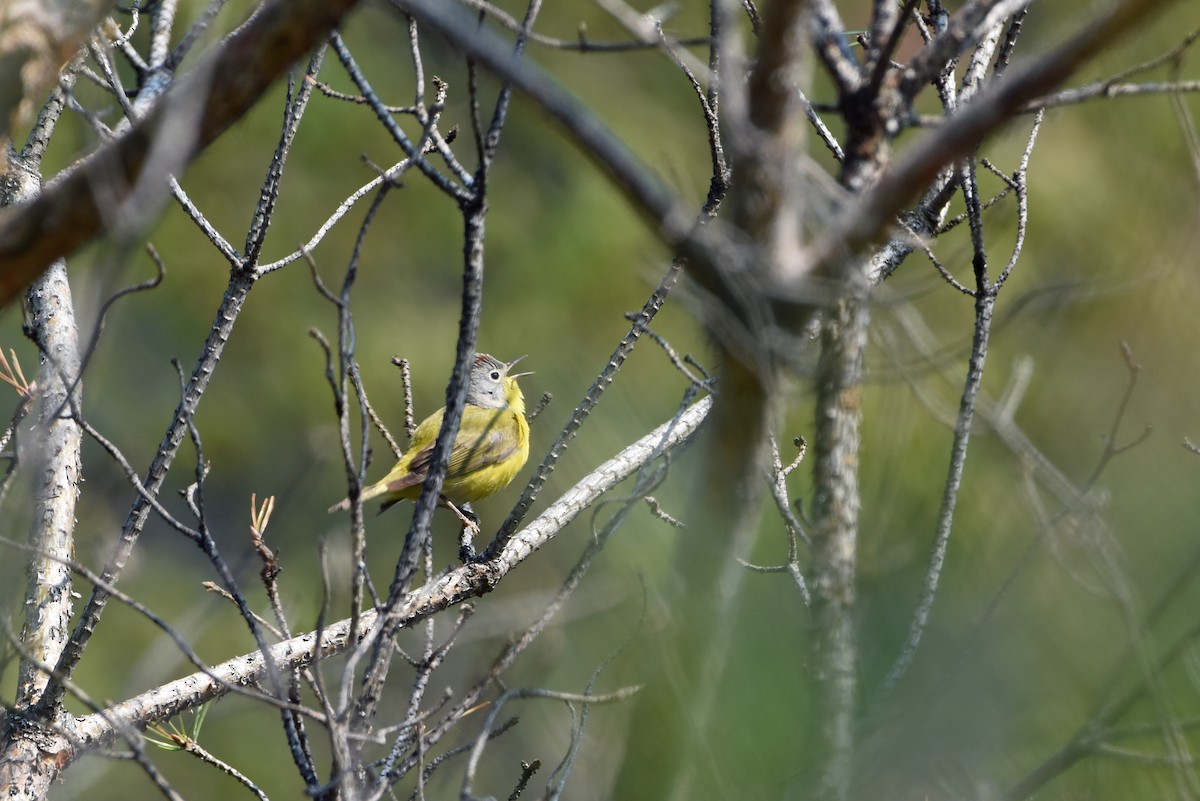 Paruline à joues grises - ML573897551