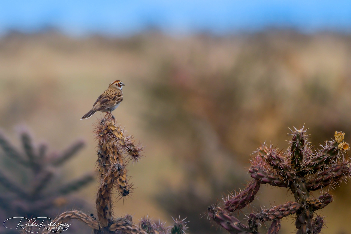 Lark Sparrow - ML573897761