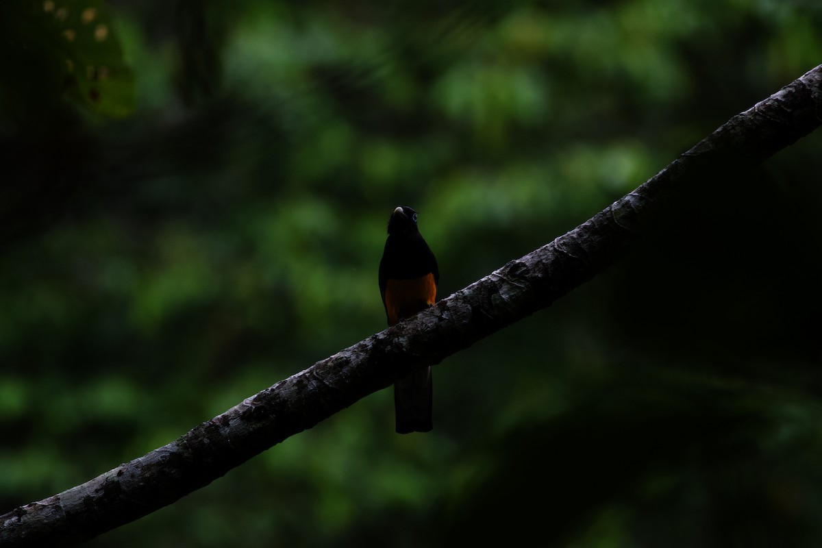 White-tailed Trogon - ML573897781