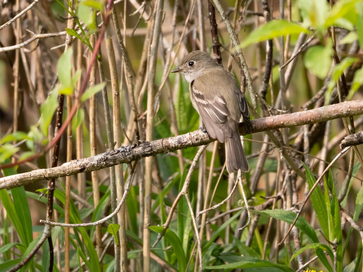 Eastern Wood-Pewee - ML573898151