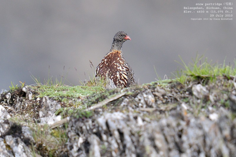 Snow Partridge - ML57389831