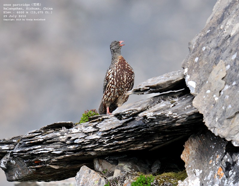 Snow Partridge - ML57389841