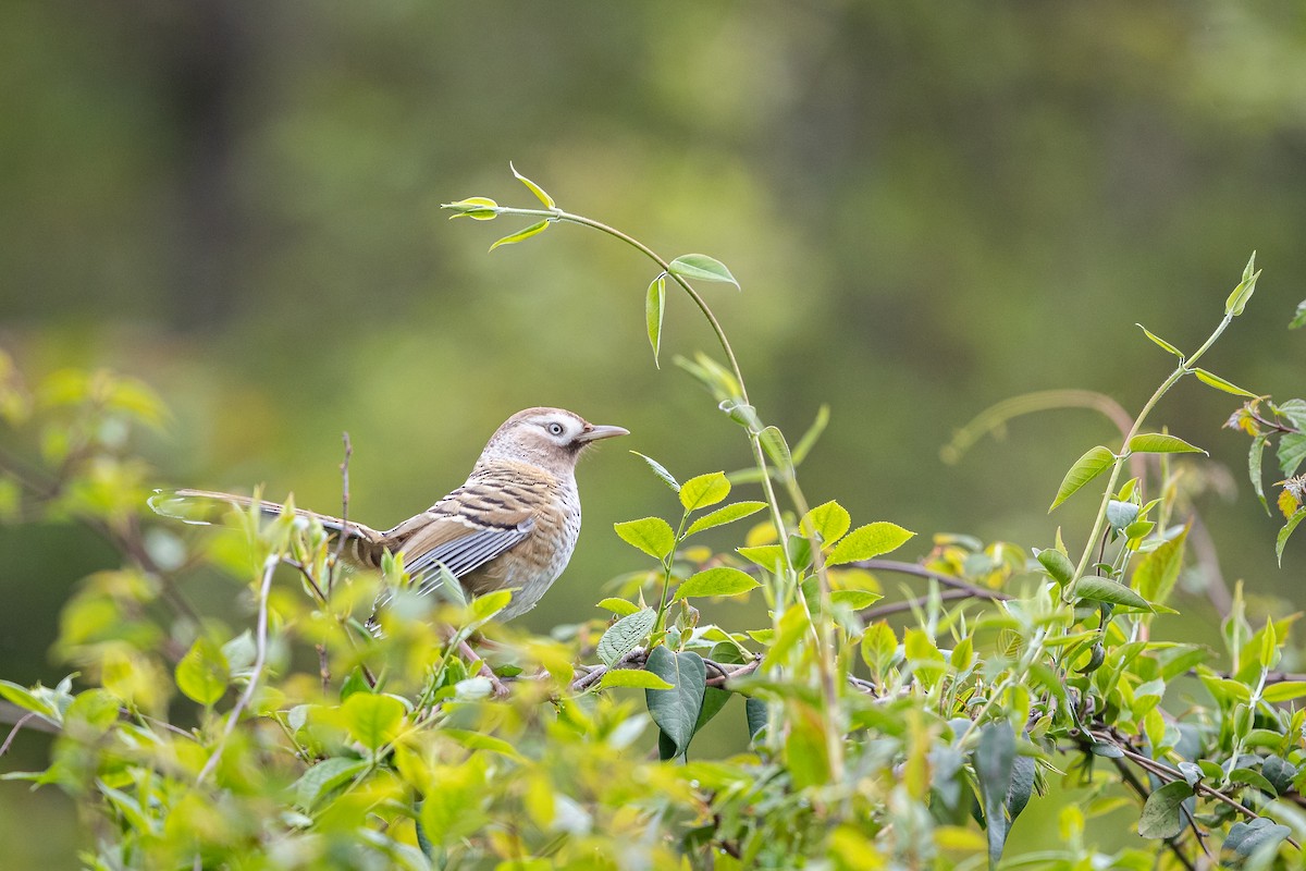 Barred Laughingthrush - ML573899181