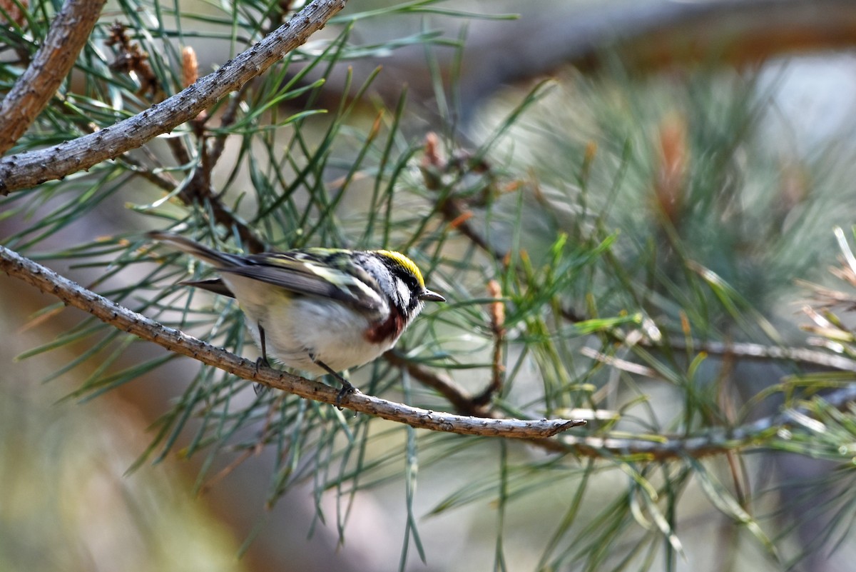 Chestnut-sided Warbler - ML573899191