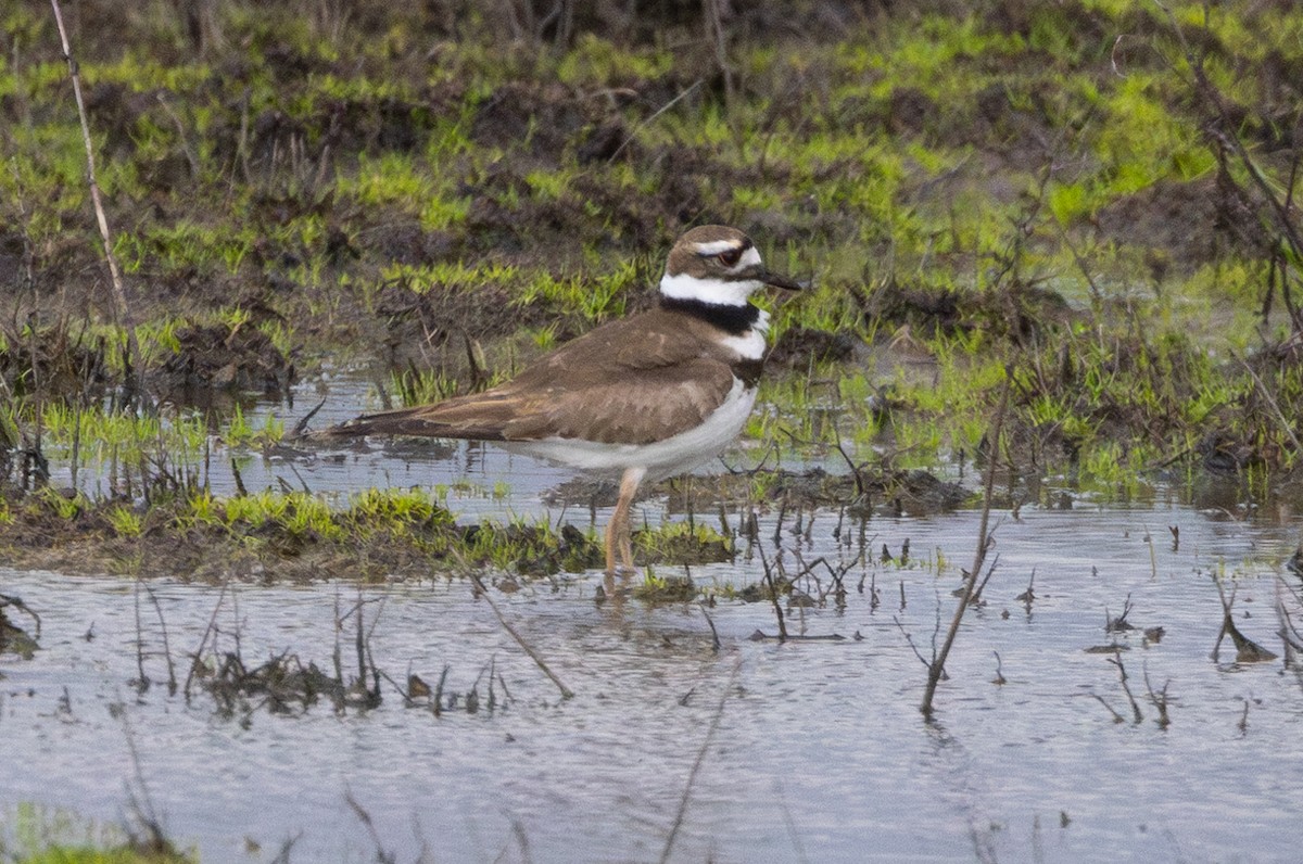 Killdeer - ML573899501