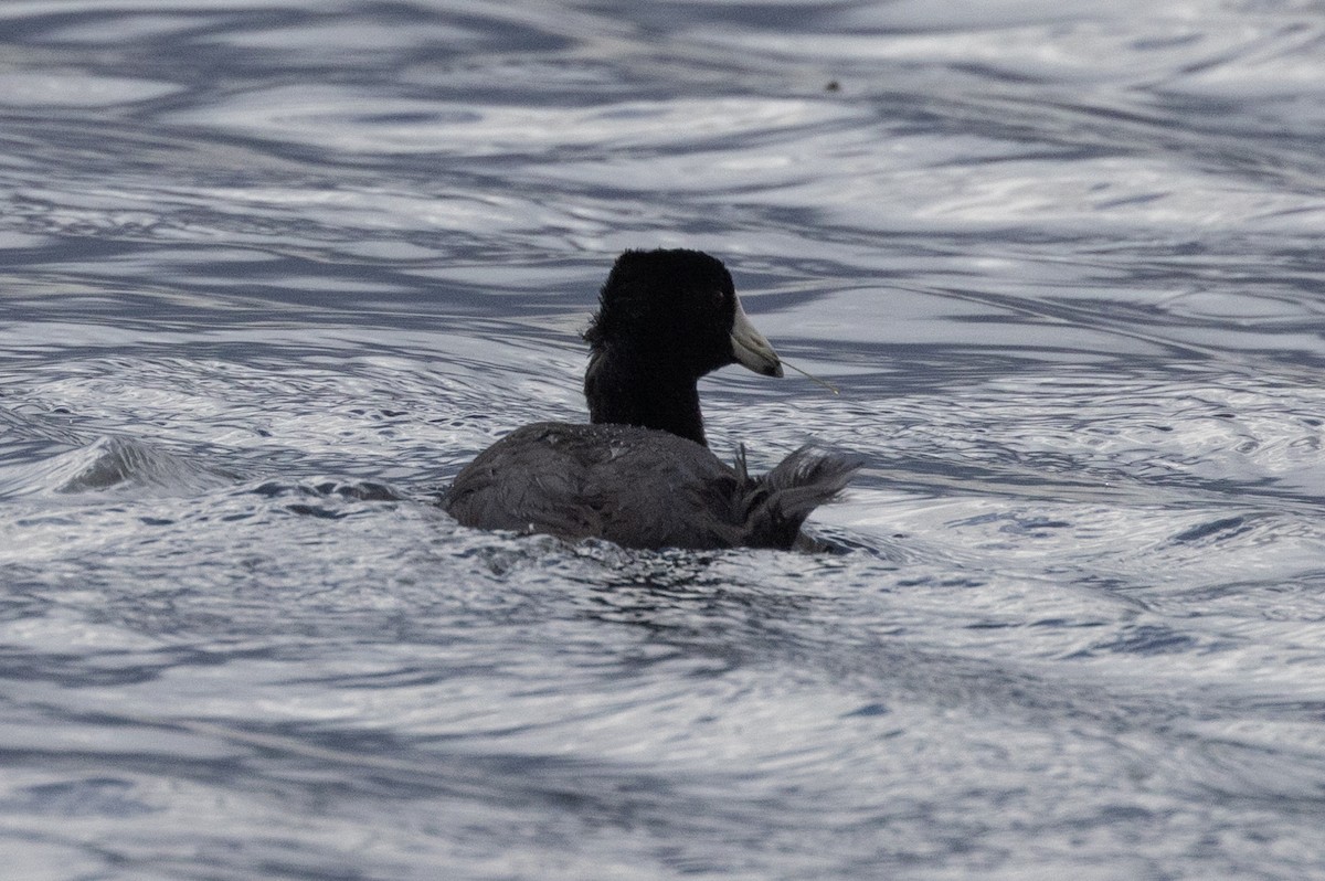 American Coot - ML573899551