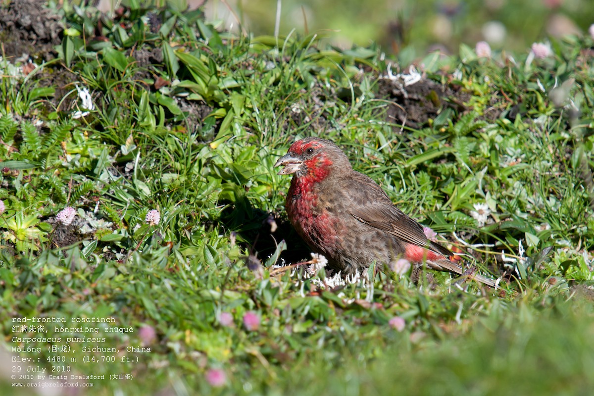 Roselin à gorge rouge - ML57389981