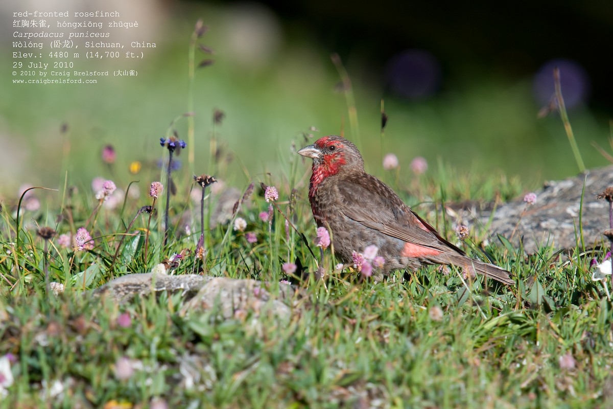 Red-fronted Rosefinch - Craig Brelsford