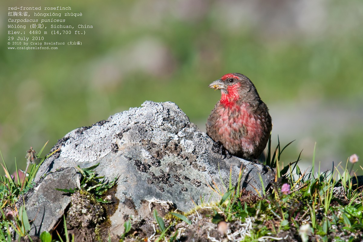 Roselin à gorge rouge - ML57390001