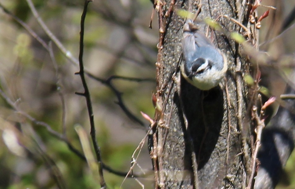 Red-breasted Nuthatch - L. Shay