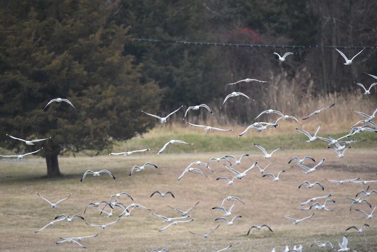 Ring-billed Gull - ML573900671