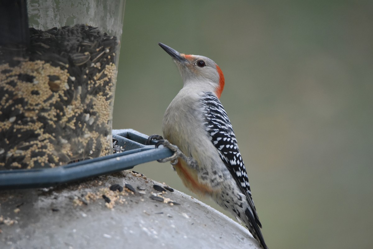 Red-bellied Woodpecker - ML573900821