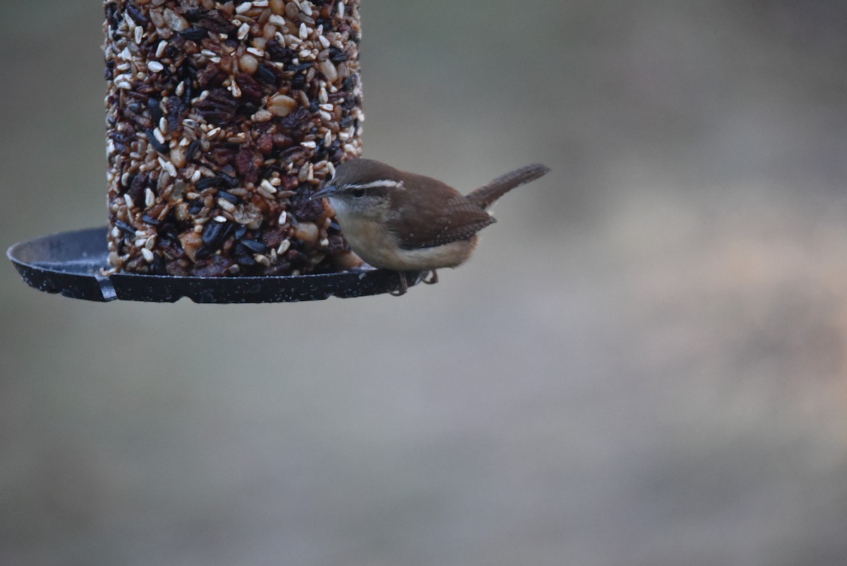 Carolina Wren - ML573900861