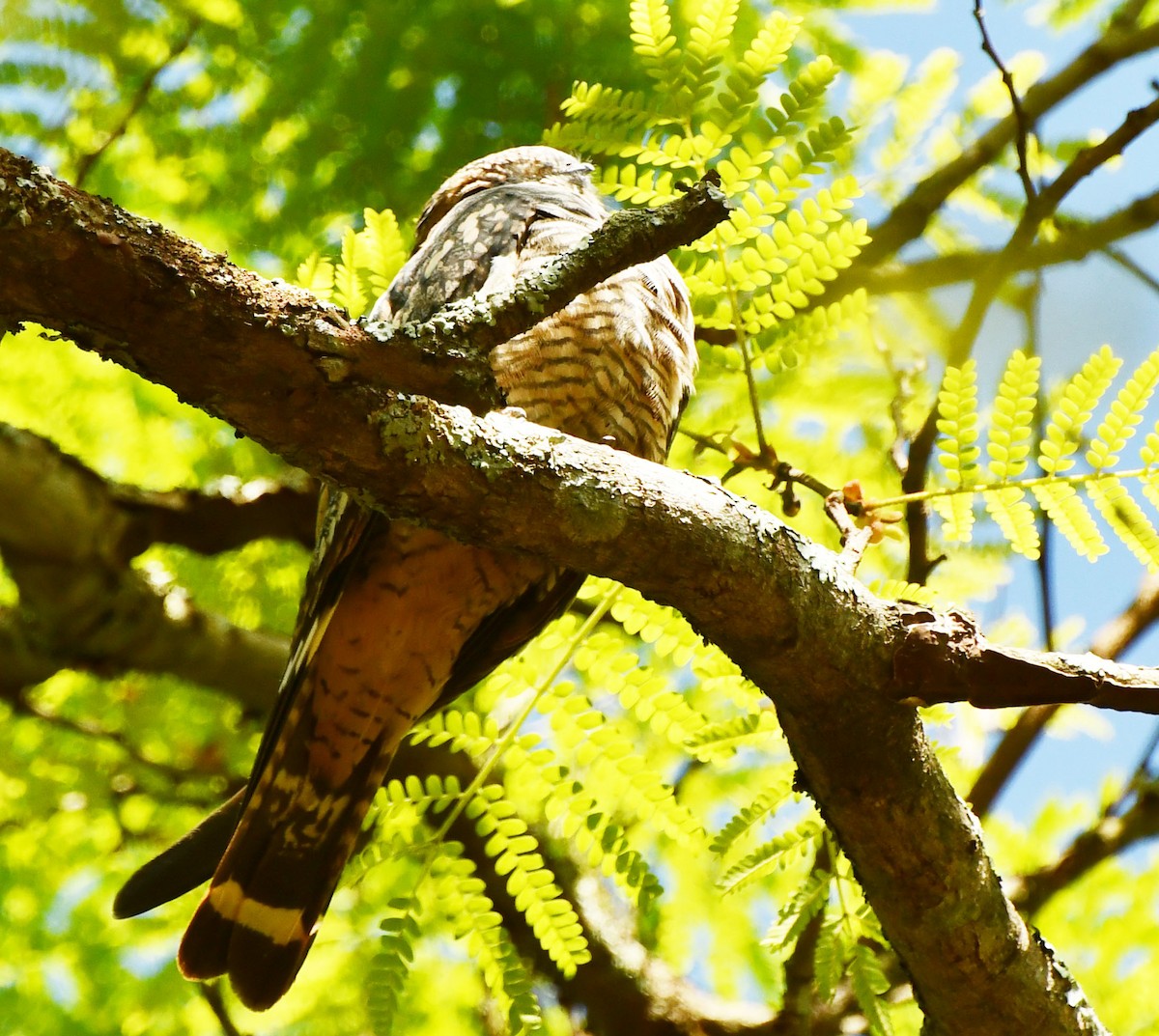 Lesser Nighthawk - Dercelino Teodoro