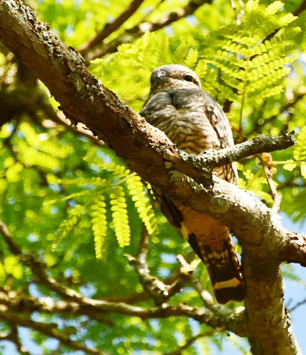 Lesser Nighthawk - Dercelino Teodoro