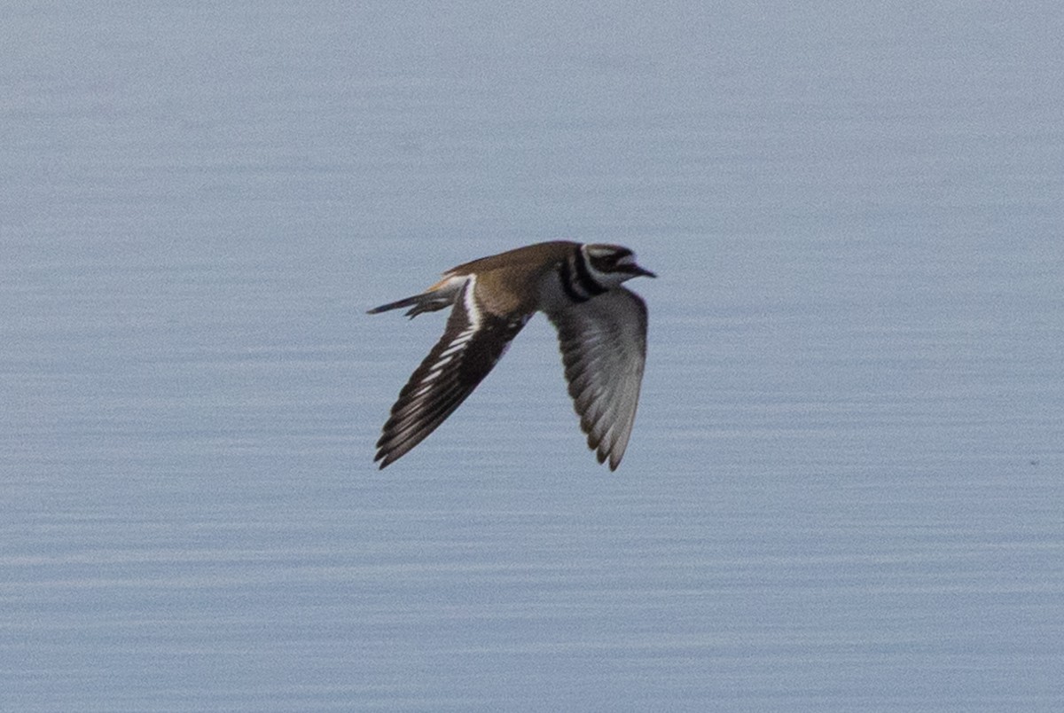 Killdeer - ML573904411