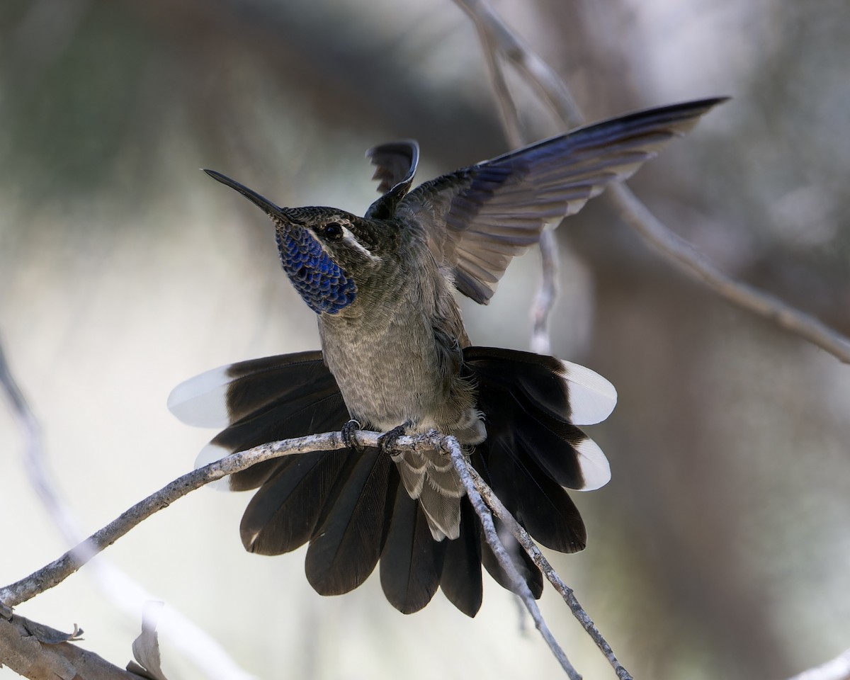Blue-throated Mountain-gem - ML573904831
