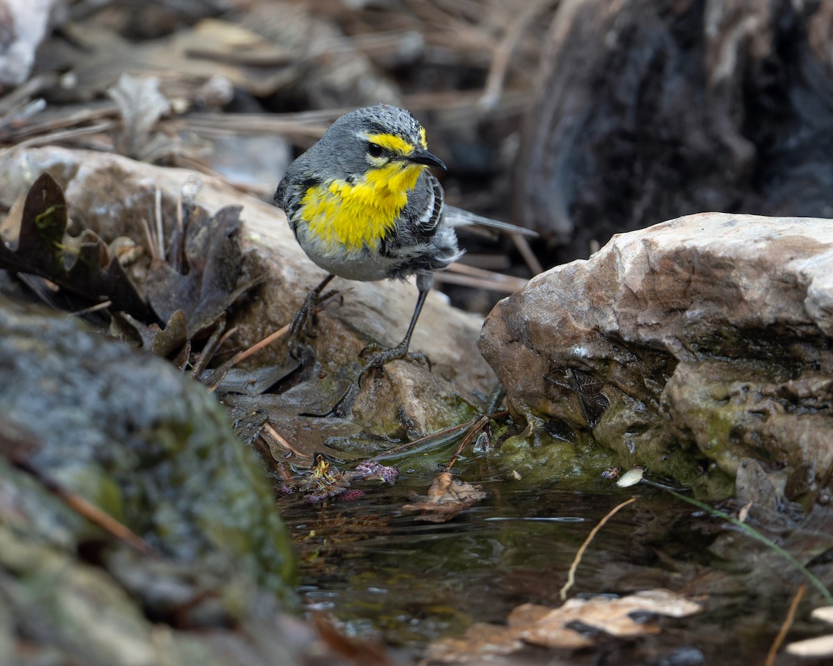 Grace's Warbler - ML573904881