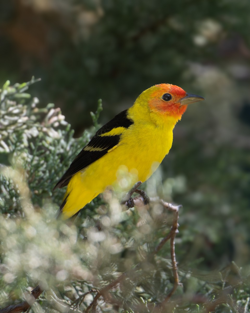 Western Tanager - ML573904921