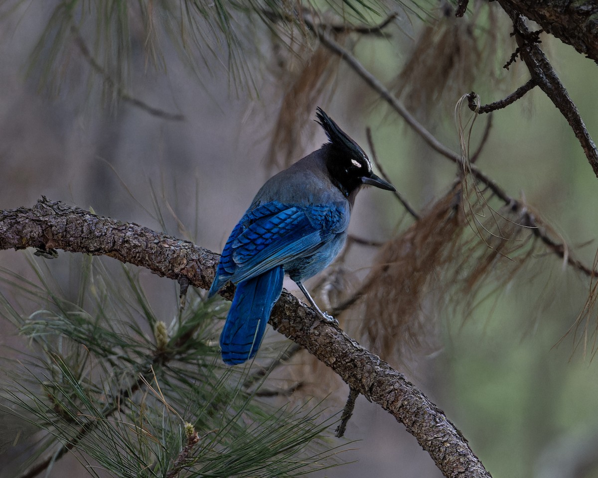 Steller's Jay - ML573905031