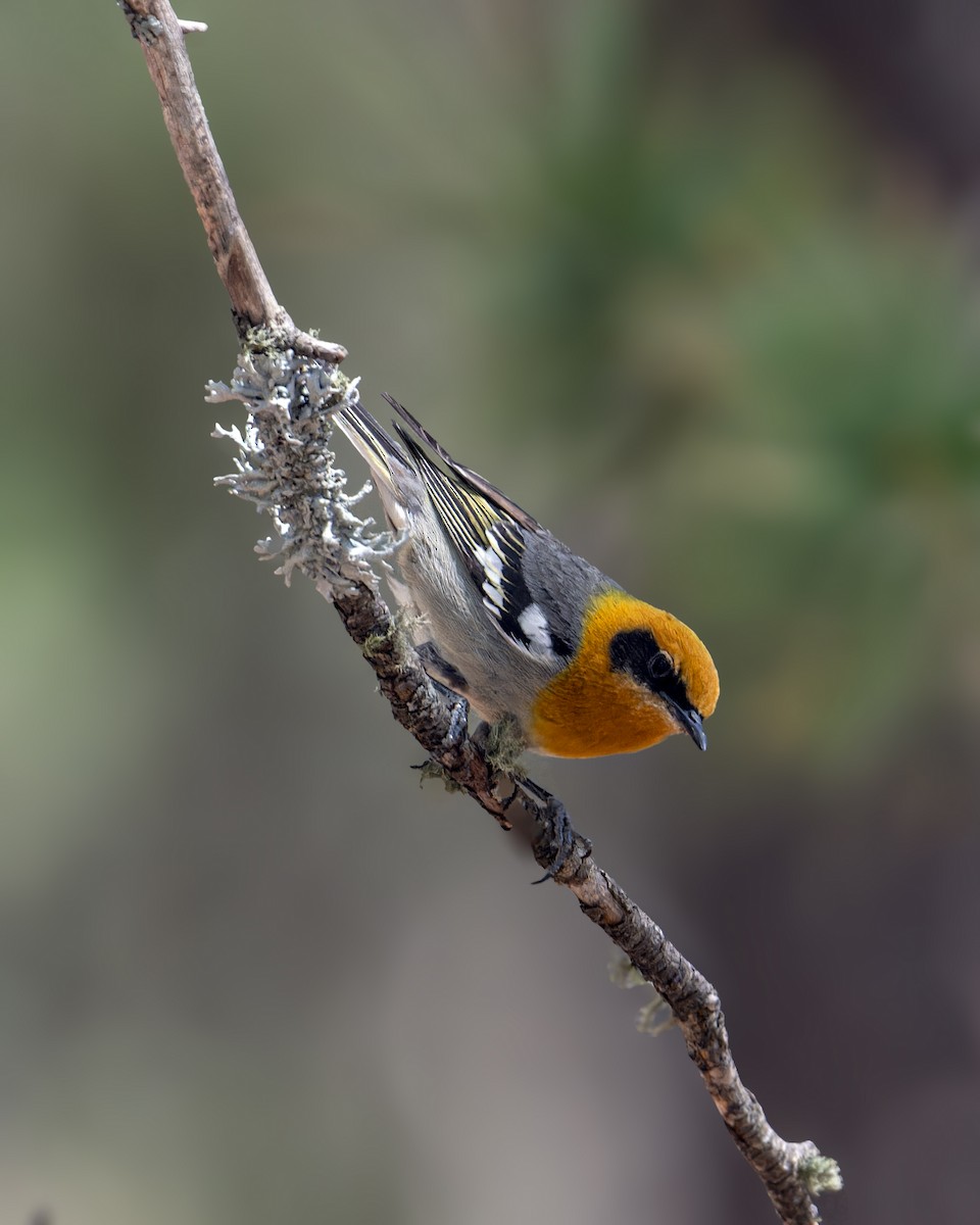 Olive Warbler - ML573905091