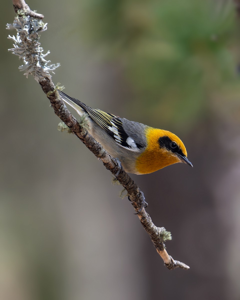 Olive Warbler - ML573905101