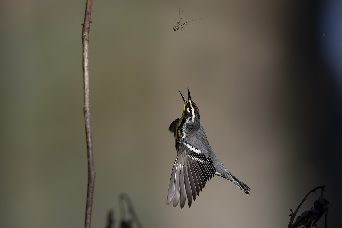 Yellow-throated Warbler - ML573906001