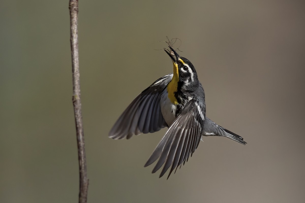 Yellow-throated Warbler - Matt Felperin