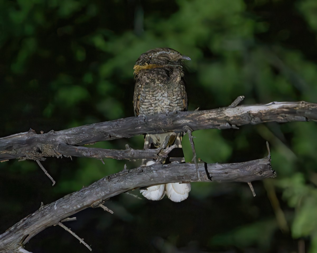 Buff-collared Nightjar - ML573906171